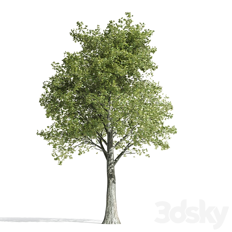 High quality katsura tree 3DS Max - thumbnail 2