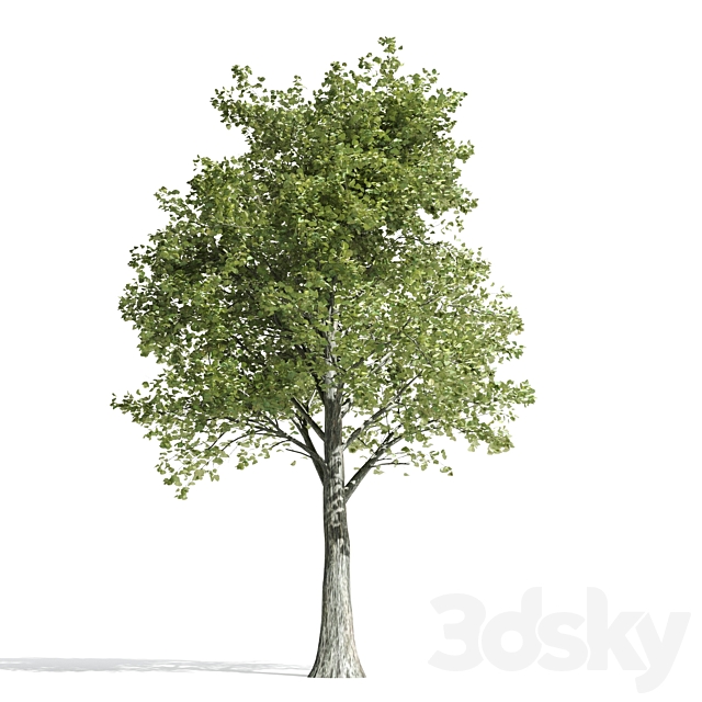 High quality katsura tree 3DS Max Model - thumbnail 2