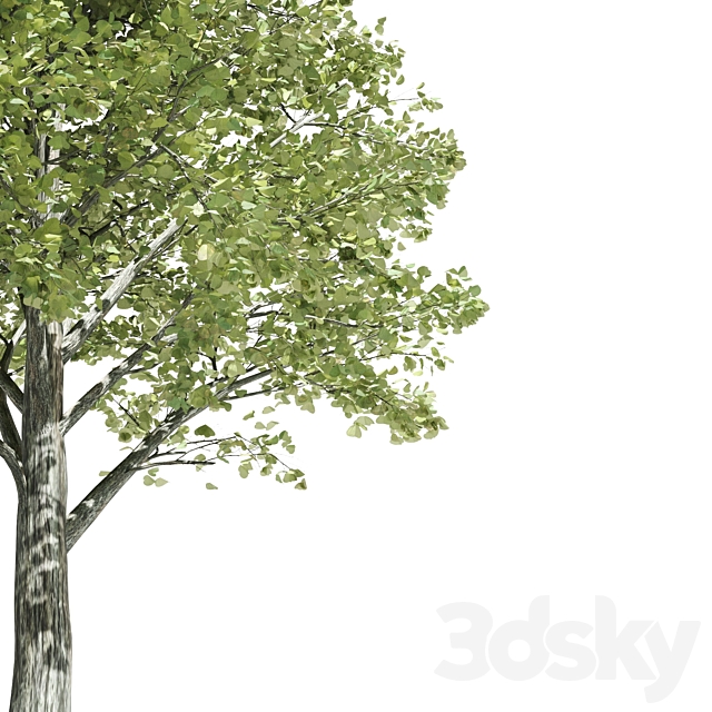 High quality katsura tree 3DS Max Model - thumbnail 3