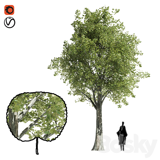 High quality katsura tree 3DSMax File - thumbnail 1