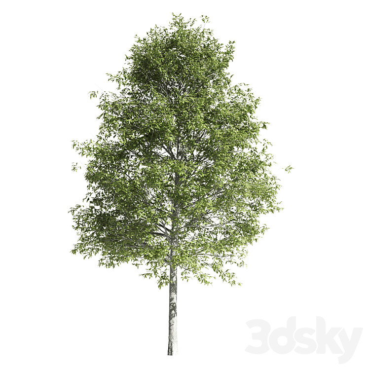 High quality OAK-Tree 3DS Max - thumbnail 2