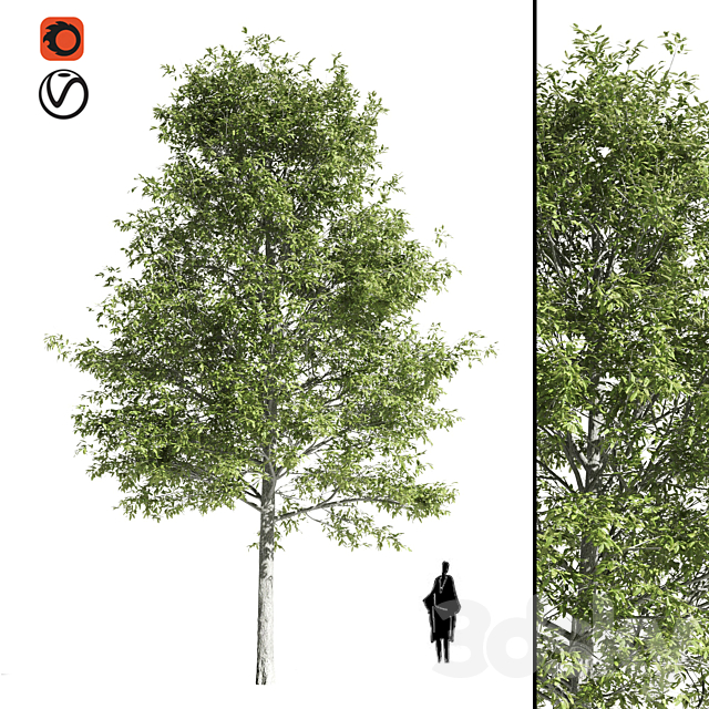 High quality OAK-Tree 3DSMax File - thumbnail 1