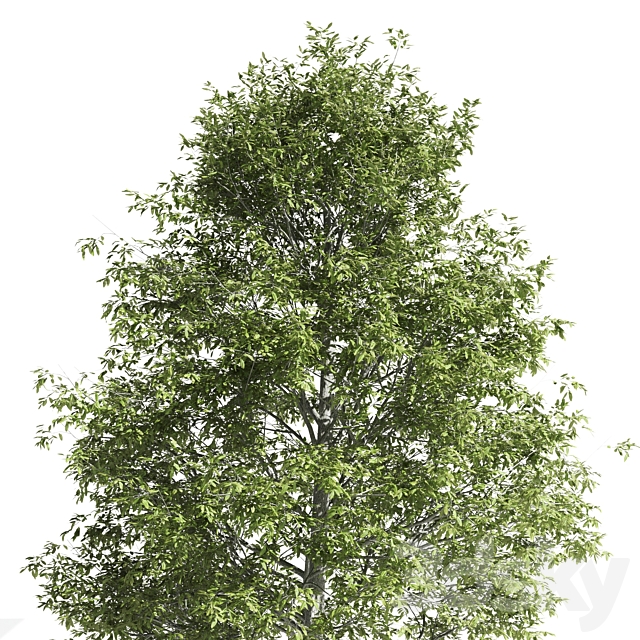 High quality OAK-Tree 3DSMax File - thumbnail 4