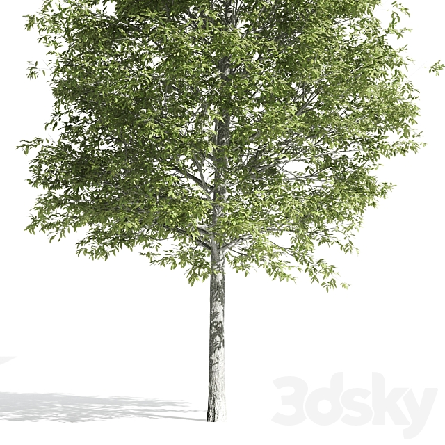 High quality OAK-Tree 3DSMax File - thumbnail 5