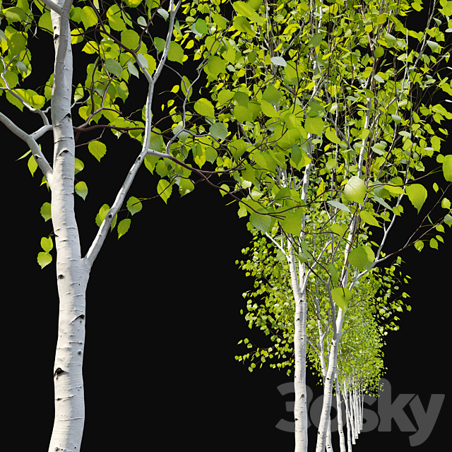 Himalayan birch 3ds Max - thumbnail 2