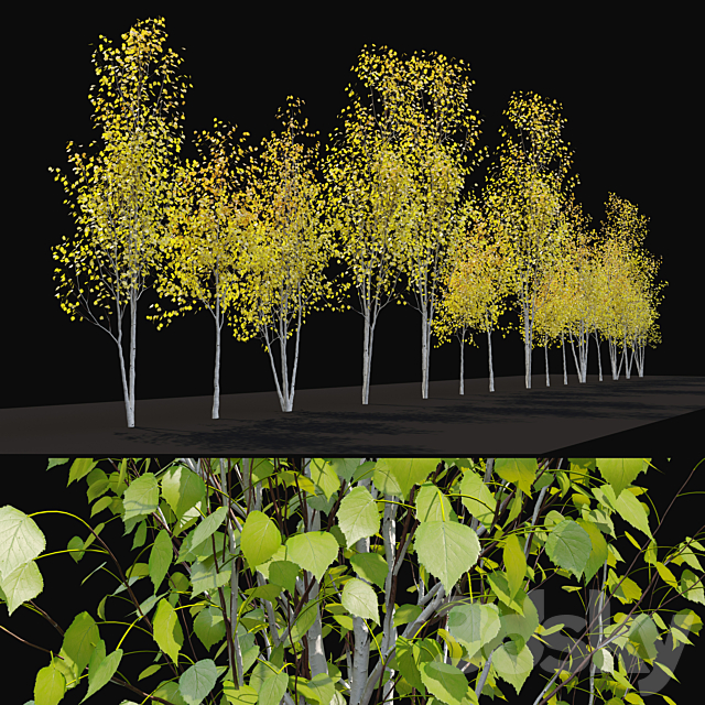 Himalayan birch 3ds Max - thumbnail 3