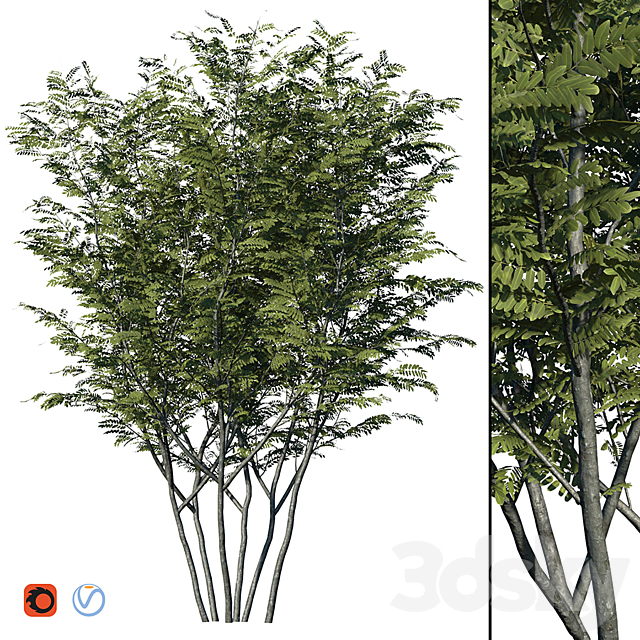 Honey locust 3ds Max - thumbnail 1