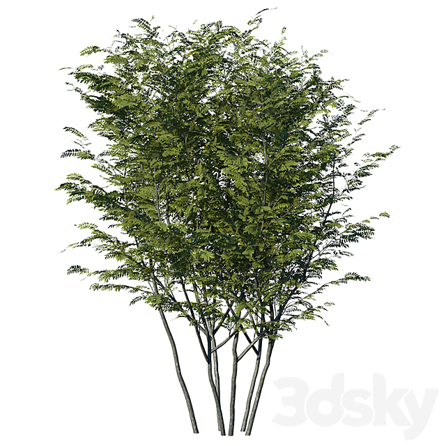 Honey locust 3ds Max - thumbnail 2