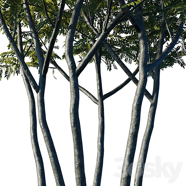 Honey locust 3ds Max - thumbnail 3