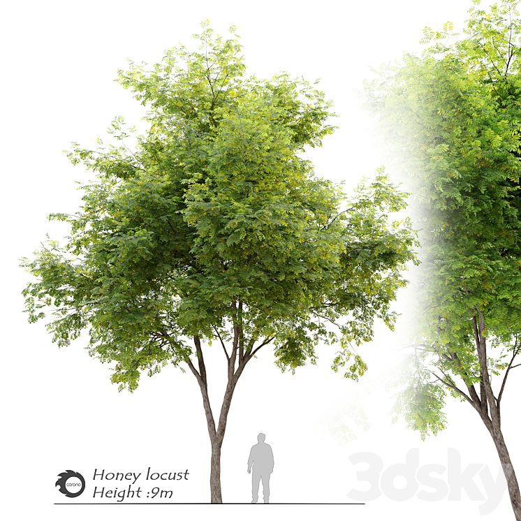 Honey locust (Gleditsia triacanthos) 3DS Max Model - thumbnail 1