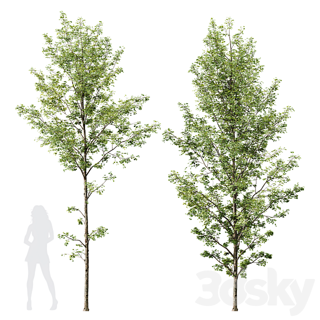 HQ Plants Alnus Glutinosa03 3dsMax Model - thumbnail 1