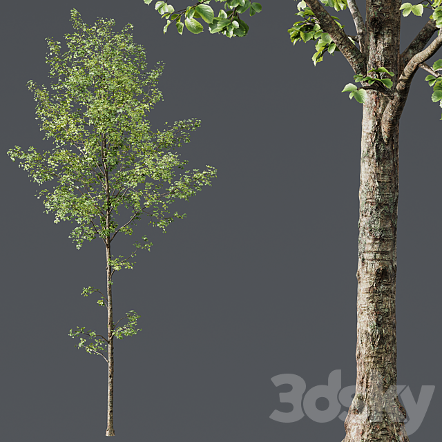 HQ Plants Alnus Glutinosa03 3dsMax Model - thumbnail 2