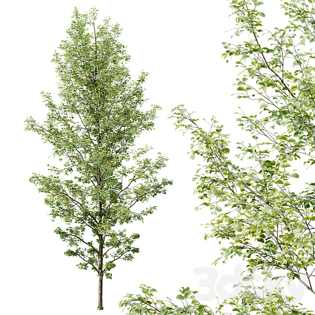 HQ Plants Alnus Glutinosa03 3dsMax Model - thumbnail 3