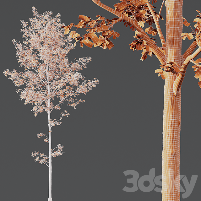 HQ Plants Alnus Glutinosa03 3dsMax Model - thumbnail 4