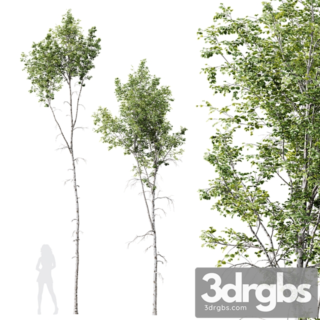 HQ Plants Betula Pendula 02 3dsmax Download - thumbnail 1