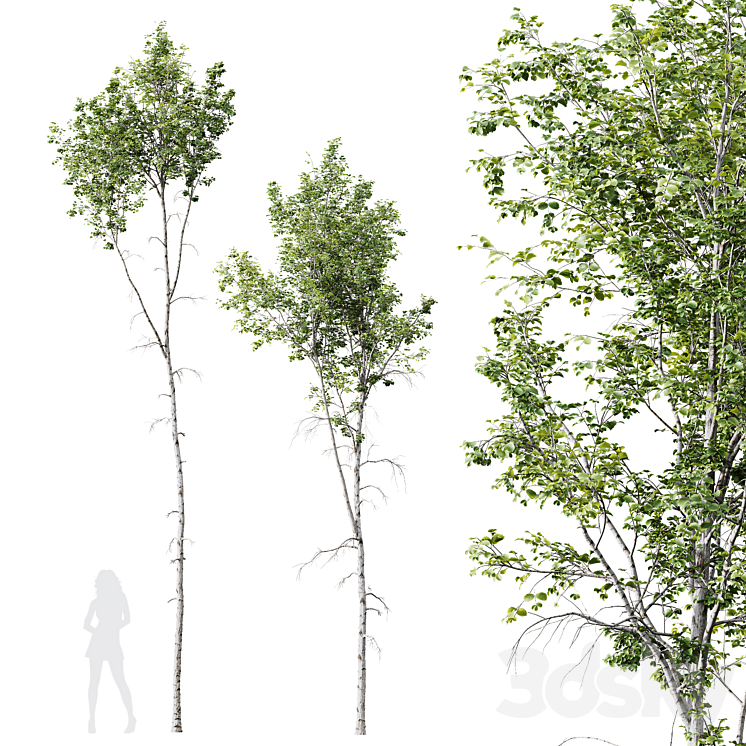 HQ Plants Betula Pendula02 3DS Max Model - thumbnail 1