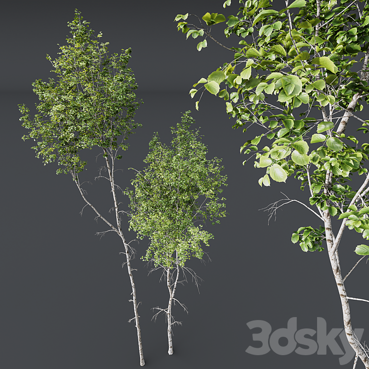 HQ Plants Betula Pendula02 3DS Max Model - thumbnail 2