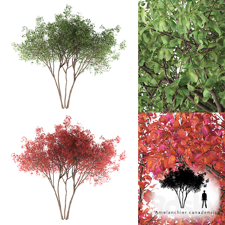 Irga Lamarca Canadian solitaire | Amelanchier canadensis 3DS Max - thumbnail 1