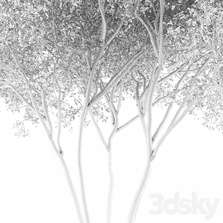 Irga Lamarca Canadian solitaire | Amelanchier canadensis 3DS Max - thumbnail 2