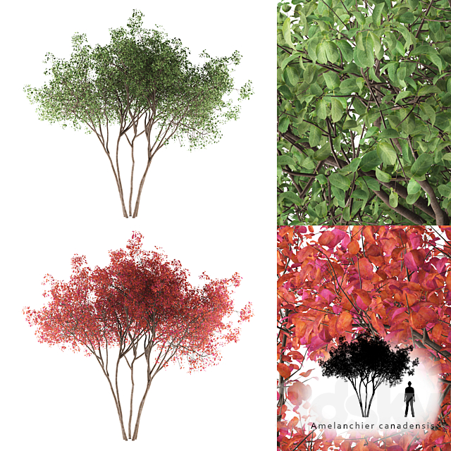 Irga Lamarca Canadian solitaire | Amelanchier canadensis 3DSMax File - thumbnail 1