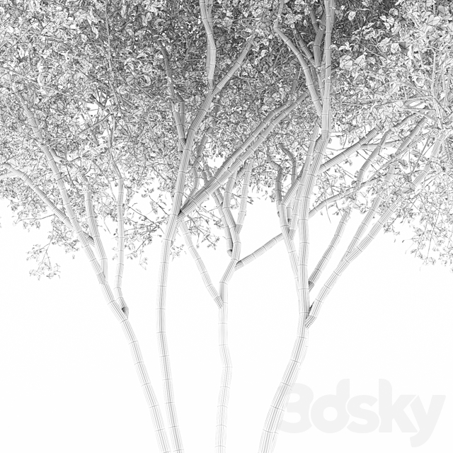 Irga Lamarca Canadian solitaire | Amelanchier canadensis 3DSMax File - thumbnail 2