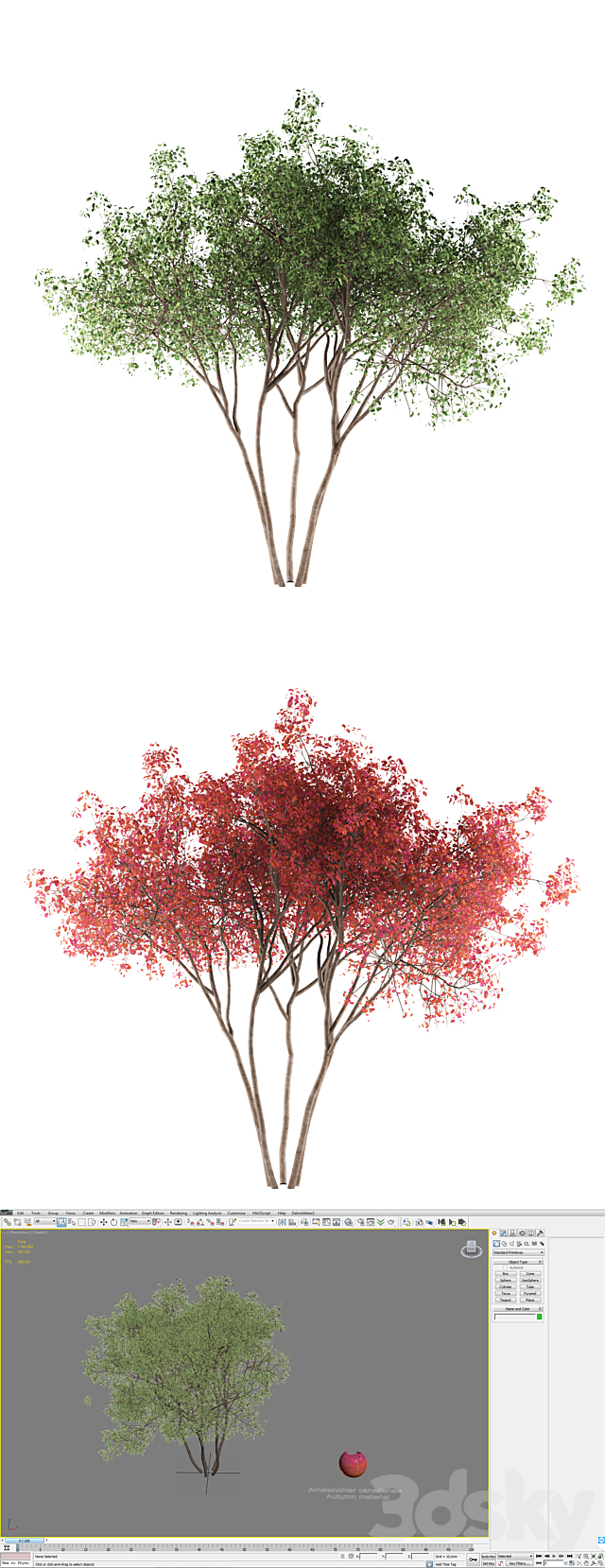 Irga Lamarca Canadian solitaire | Amelanchier canadensis 3DSMax File - thumbnail 3