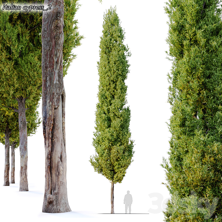 italian cypress 2 3DS Max - thumbnail 1