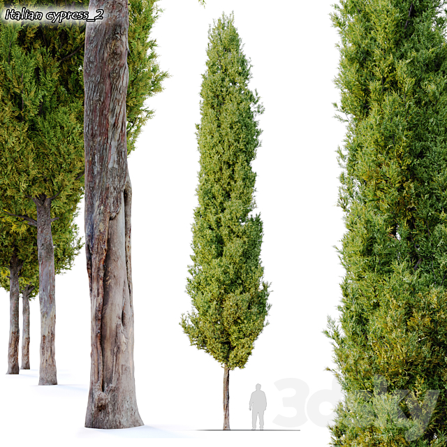 italian cypress 2 3DSMax File - thumbnail 1