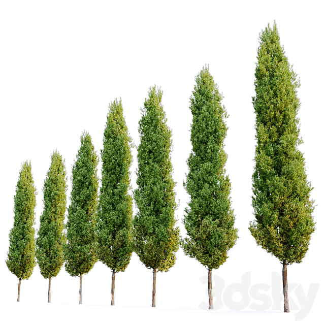 italian cypress 2 3DSMax File - thumbnail 2