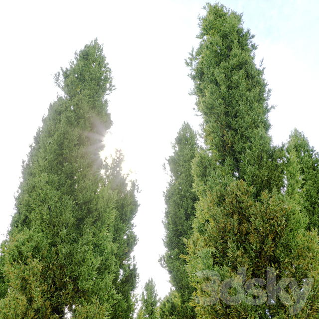 italian cypress 2 3DSMax File - thumbnail 3