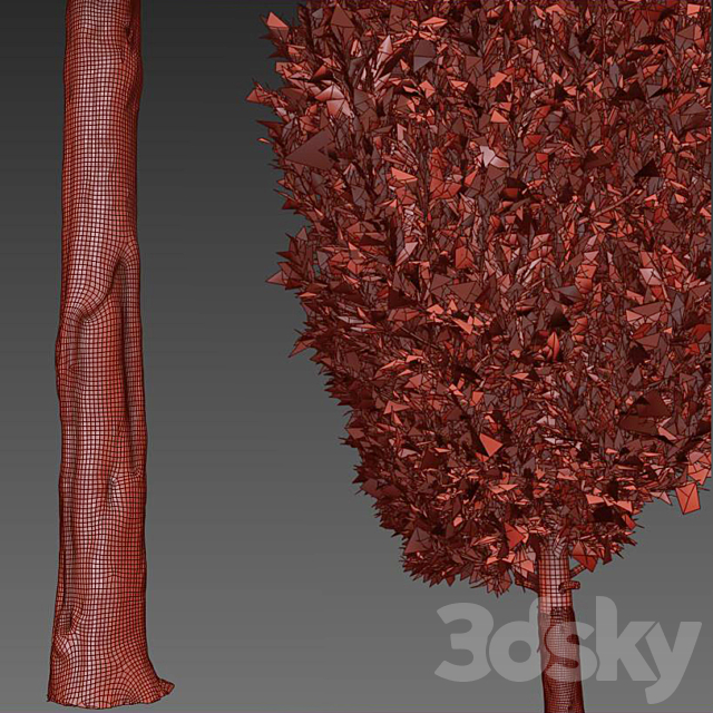 italian cypress 2 3DSMax File - thumbnail 4