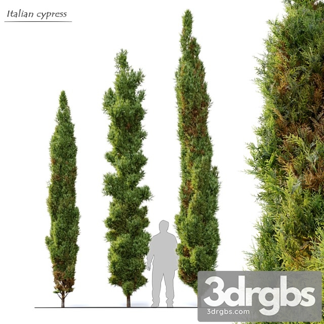 Italian cypress - thumbnail 1