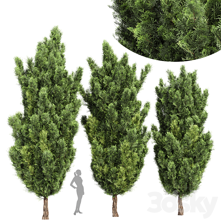 Italian Cypress High details 3Trees 3DS Max - thumbnail 1