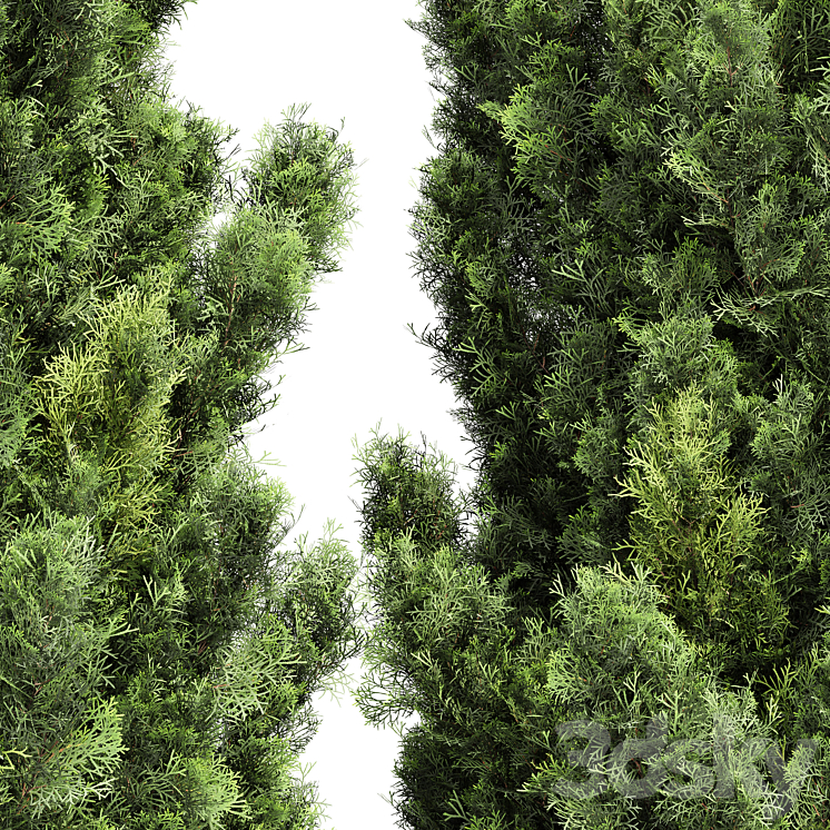 Italian Cypress High details 3Trees 3DS Max - thumbnail 2