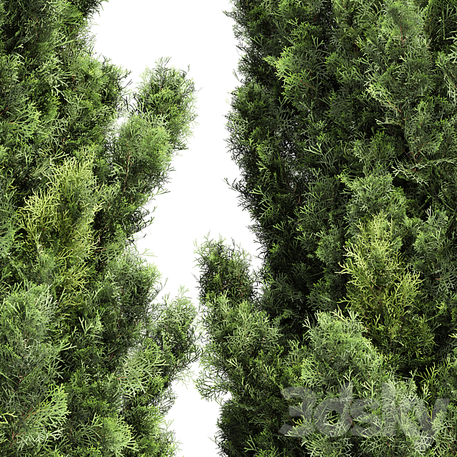 Italian Cypress High details 3Trees 3DSMax File - thumbnail 2