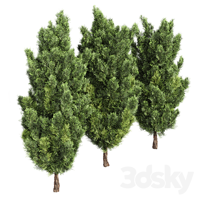 Italian Cypress High details 3Trees 3DSMax File - thumbnail 3