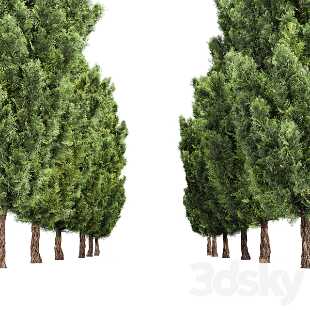 Italian Cypress High details 3Trees 3DSMax File - thumbnail 4