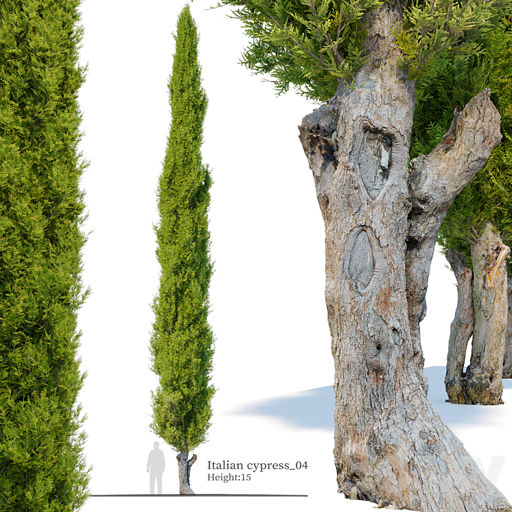 Italian cypress_04 3DS Max Model - thumbnail 1