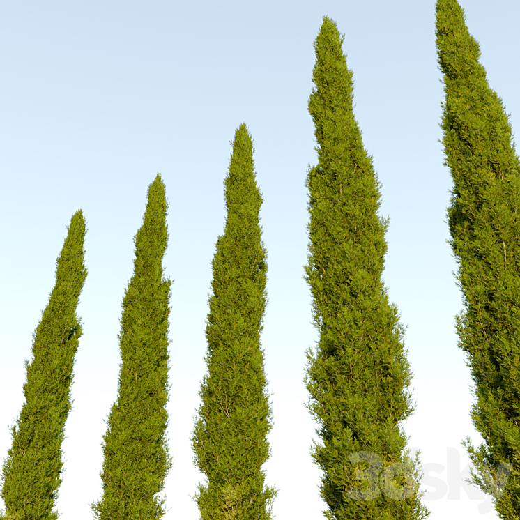 Italian cypress_04 3DS Max Model - thumbnail 2