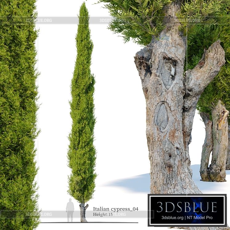 Italian cypress_04 3DS Max - thumbnail 3