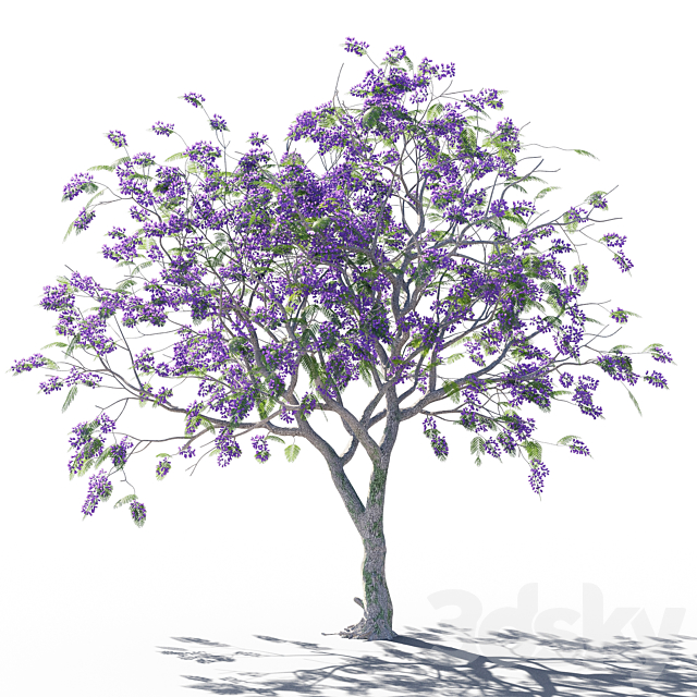 Jacaranda mimosifolia 6 3dsMax Model - thumbnail 2