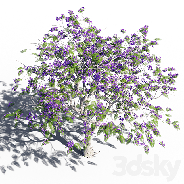 Jacaranda mimosifolia 6 3dsMax Model - thumbnail 3