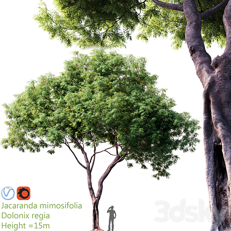 Jacaranda mimosifolia – Dolonix regia # 1 3DS Max - thumbnail 1