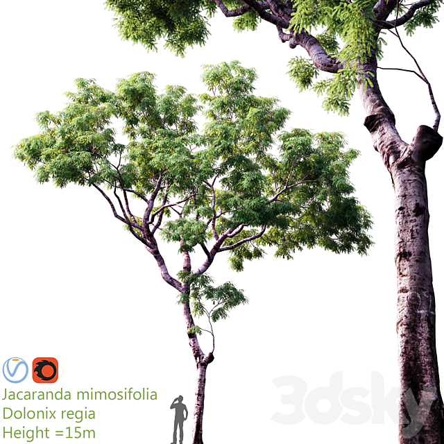 Jacaranda mimosifolia | Dolonix regia | Height = 15m 3DSMax File - thumbnail 1