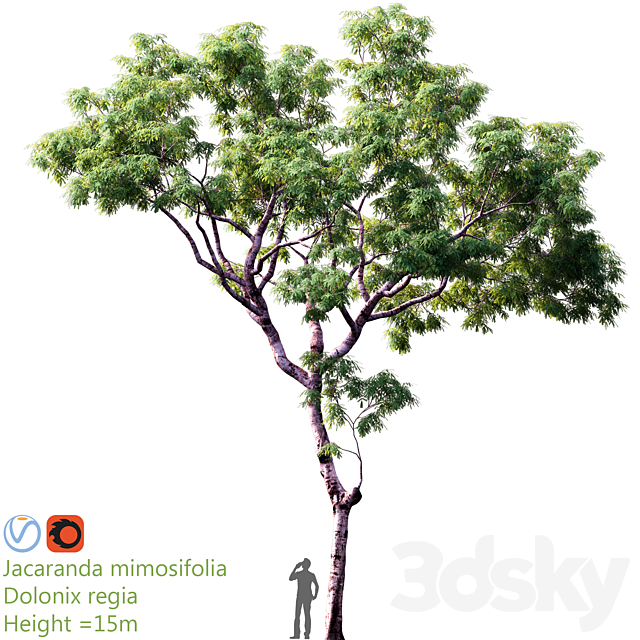 Jacaranda mimosifolia | Dolonix regia | Height = 15m 3DSMax File - thumbnail 2