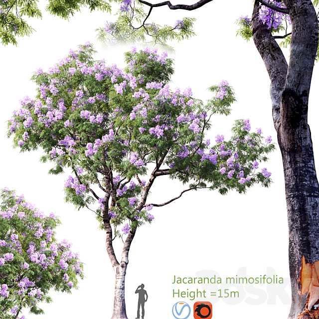 Jacaranda mimosifolia | Height  15m # 2 3ds Max - thumbnail 1