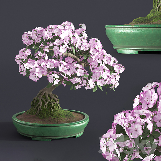 Japanese azalea bonsai 3DSMax File - thumbnail 1