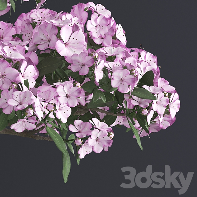 Japanese azalea bonsai 3DSMax File - thumbnail 4