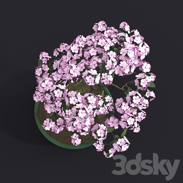 Japanese azalea bonsai 3DSMax File - thumbnail 5