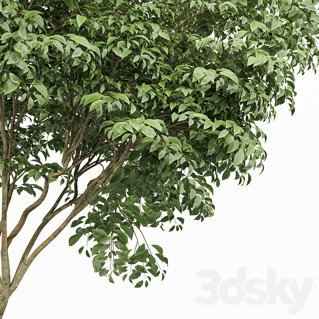 Japanese Cherry Leaf and Water gum-3 trees 3ds Max - thumbnail 3